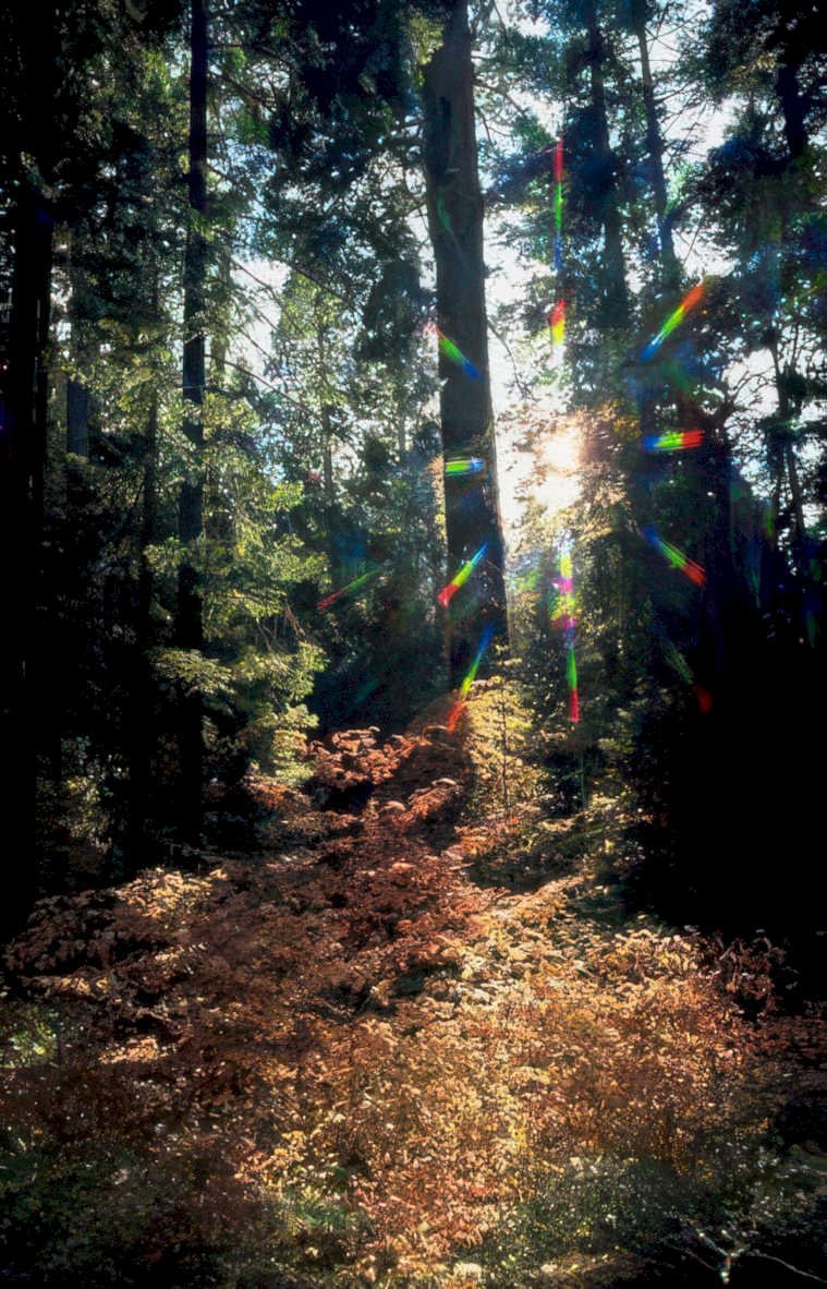 forest sunlight trees GIGA 2