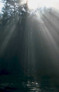 forest sunlight trees Vintage A4 Photo Print