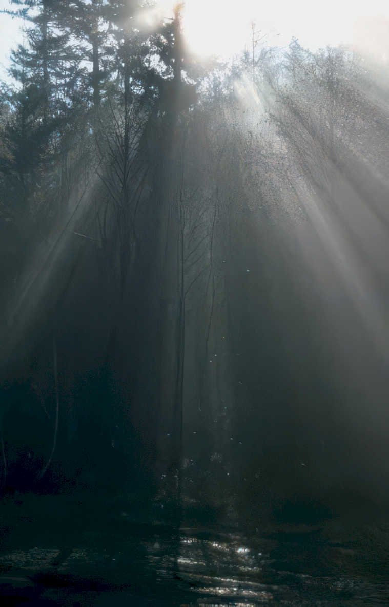 forest sunlight trees Vintage A4 Photo Print