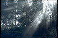 forest sunlight trees1980s 1990s A4 Photo Print