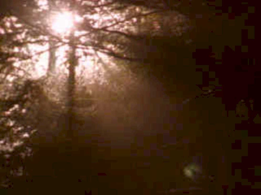 forest sunrise trees1980s 1990s A4 Photo Print