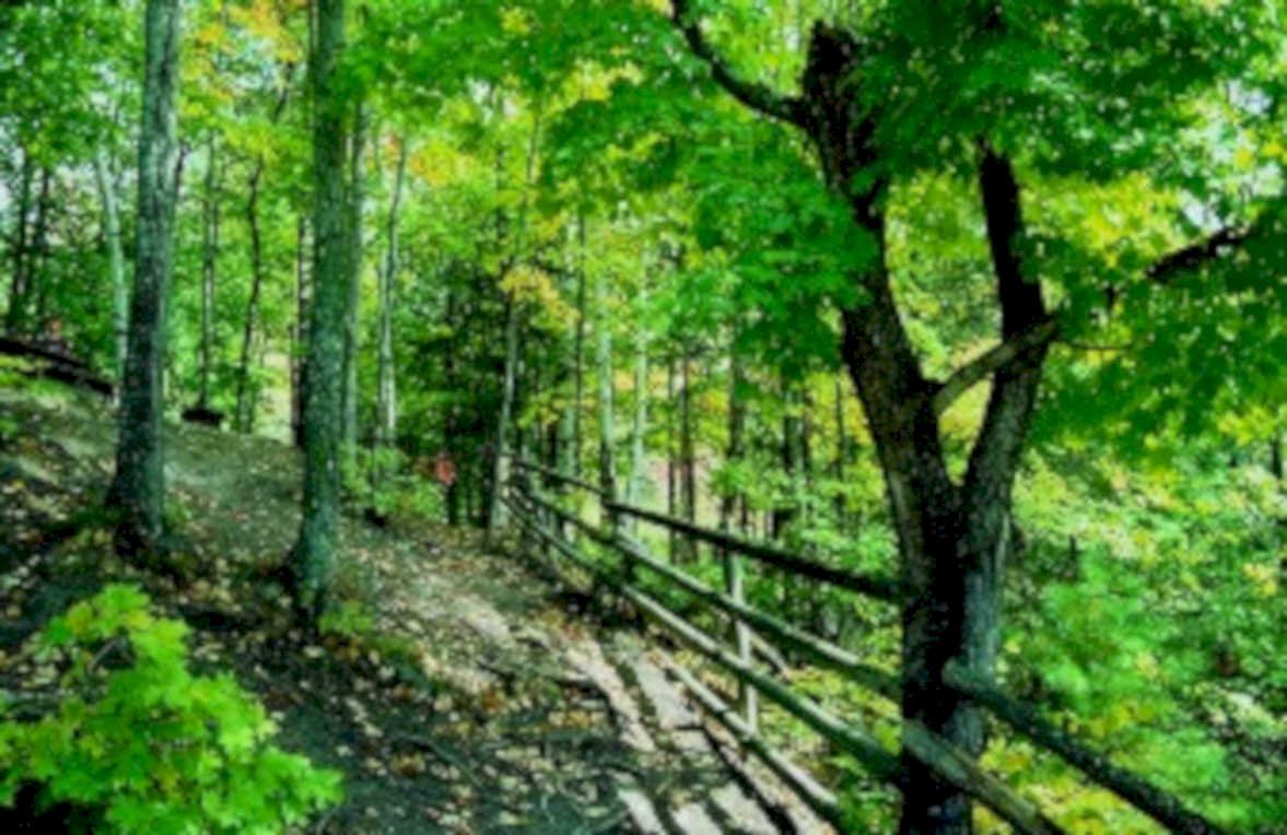 forest trail autumn1980s 1990s A4 Photo Print