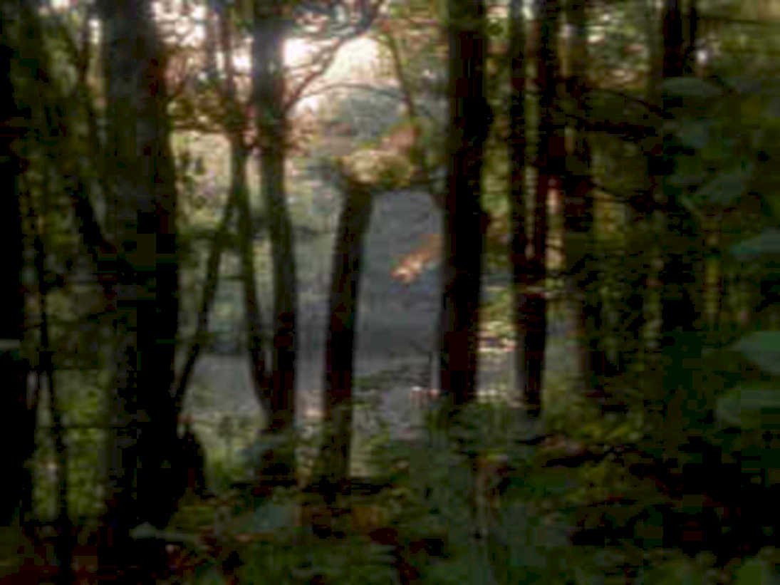 forest trail sunlight1980s 1990s A4 Photo Print