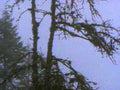forest tree canopy1980s 1990s A4 Photo Print