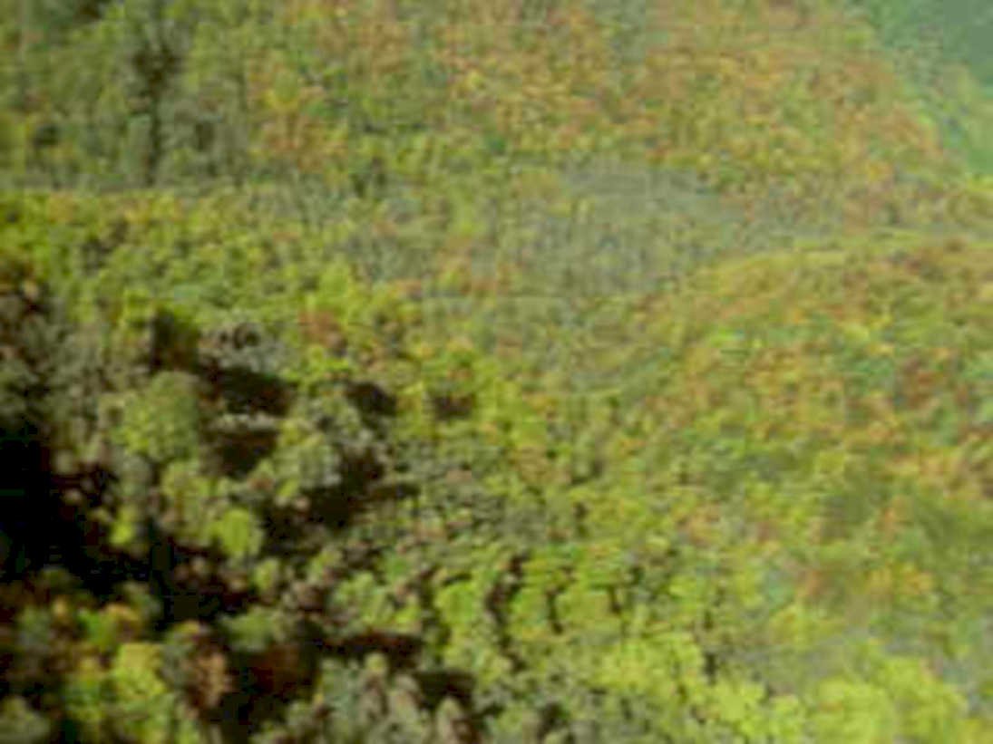 forest trees autumn1980s 1990s A4 Photo Print 42