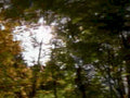 forest trees autumn1980s 1990s A4 Photo Print