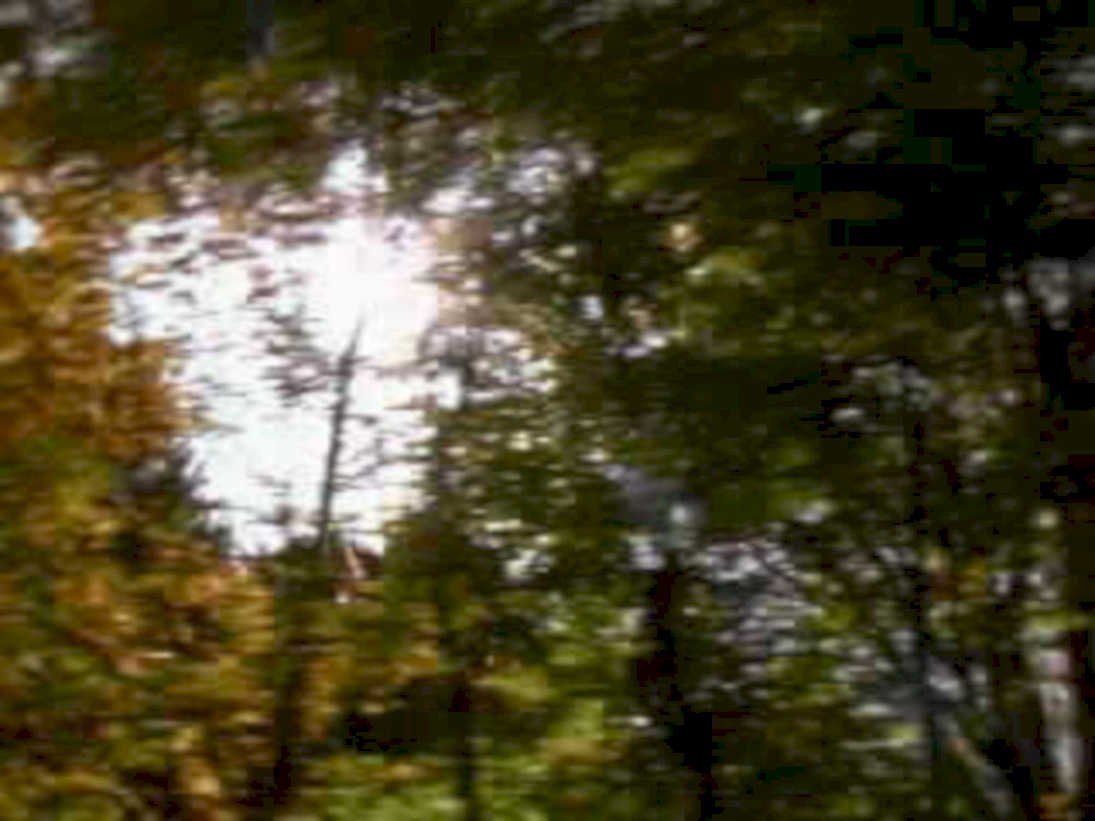 forest trees autumn1980s 1990s A4 Photo Print