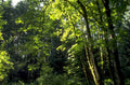 forest trees sunlight 1980s 1990s A4 Photo Print