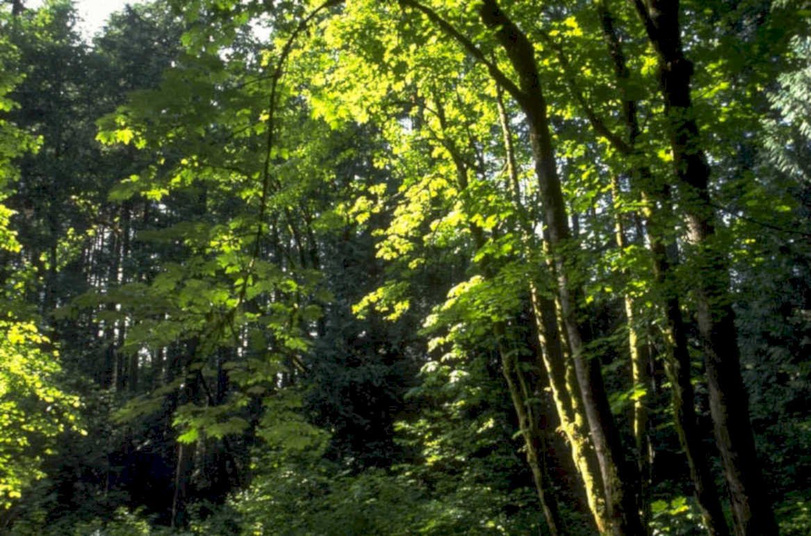 forest trees sunlight 1980s 1990s A4 Photo Print