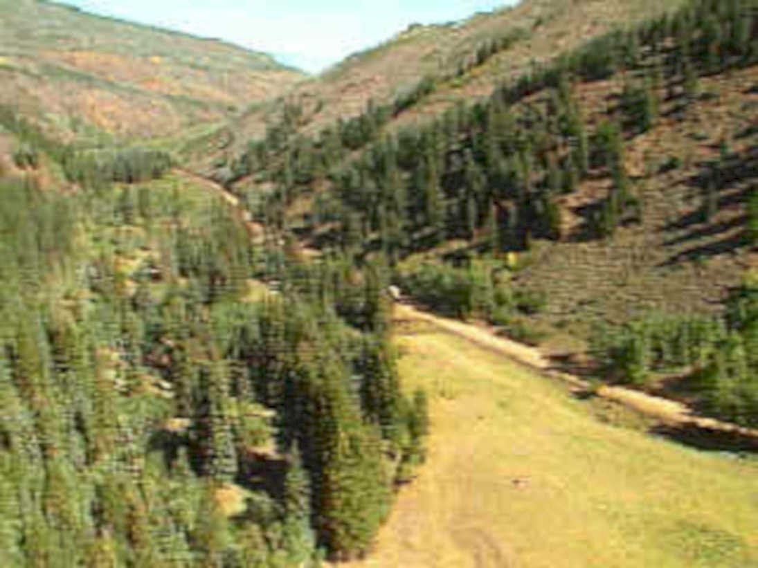 forest valley burn1980s 1990s A4 Photo Print