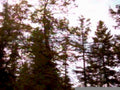 forest view roadside1980s 1990s A4 Photo Print