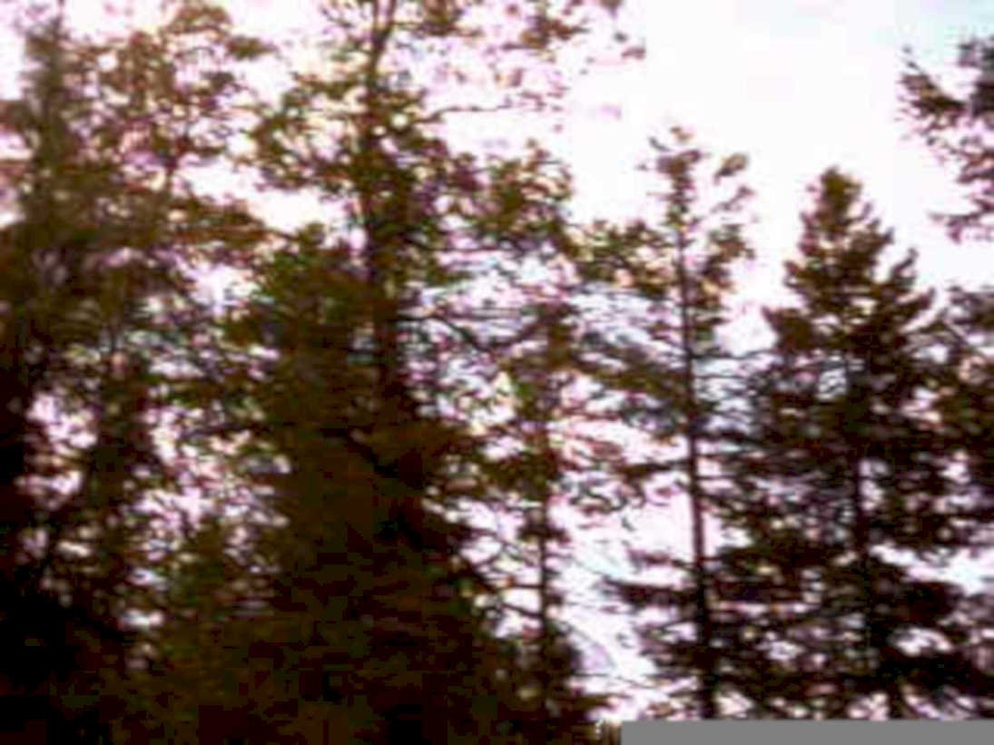 forest view roadside1980s 1990s A4 Photo Print