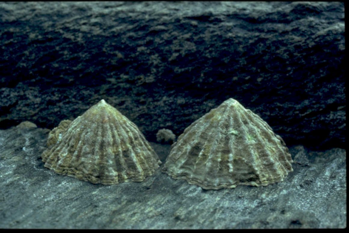 fossil bivalve shells1980s 1990s A4 Photo Print