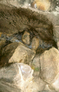 fossilized bat skeletons Vintage A4 Photo Print