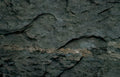 fossilized fern shale Vintage A4 Photo Print