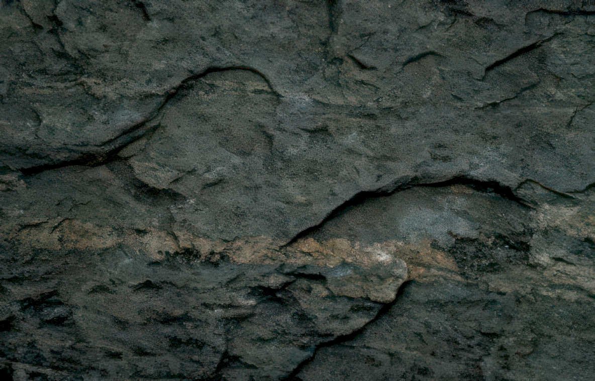 fossilized fern shale Vintage A4 Photo Print