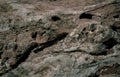 fossilized lizard rock Vintage A4 Photo Print