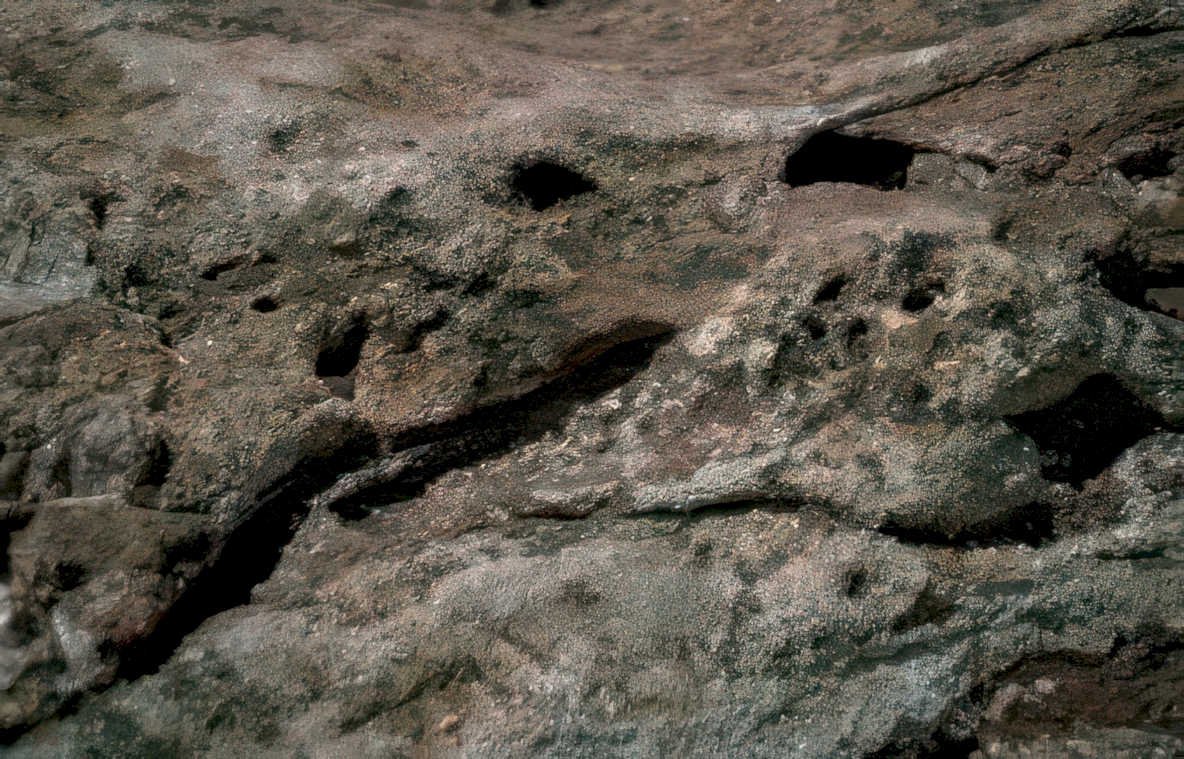 fossilized lizard rock Vintage A4 Photo Print
