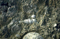 fossilized shell spiral Vintage A4 Photo Print