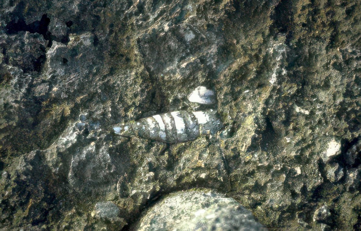 fossilized shell spiral Vintage A4 Photo Print