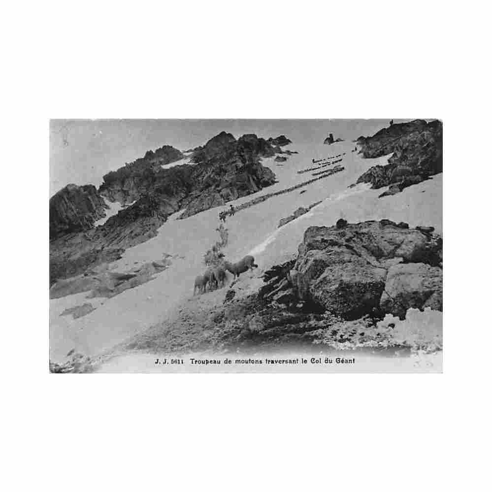 france troupeau de moutons traversant le col du geant 74 ed jj jullien 5611 Vintage A4 Photo Print