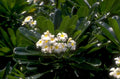 frangipani white flowers 1980s 1990s A4 Photo Print