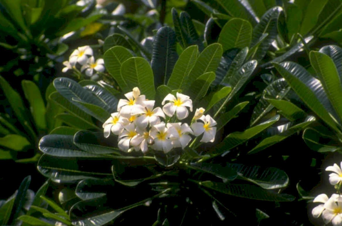 frangipani white flowers 1980s 1990s A4 Photo Print