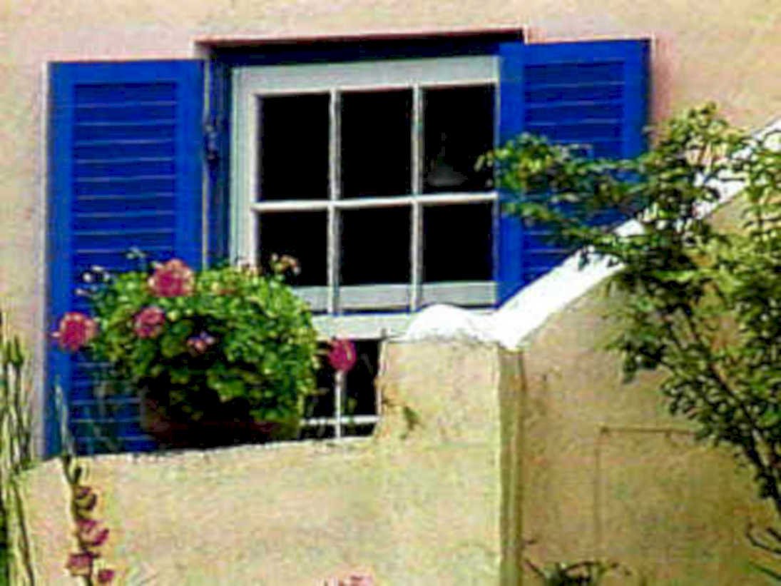french window flowers1980s 1990s A4 Photo Print