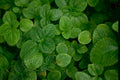fresh mint leaves Tropical Plant 1980s A4 Photo Print