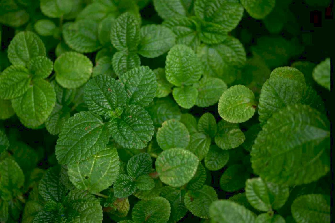 fresh mint leaves Tropical Plant 1980s A4 Photo Print