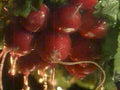 fresh radishes water1980s 1990s A4 Photo Print
