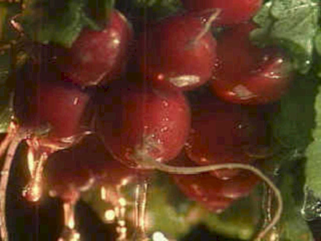 fresh radishes water1980s 1990s A4 Photo Print