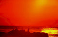 frigatebird sunset ocean Vintage A4 Photo Print