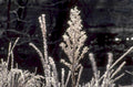 frost covered plant 1980s 1990s A4 Photo Print