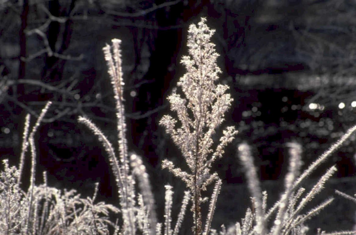 frost covered plant 1980s 1990s A4 Photo Print
