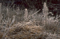 frost grass flowers 1980s 1990s A4 Photo Print
