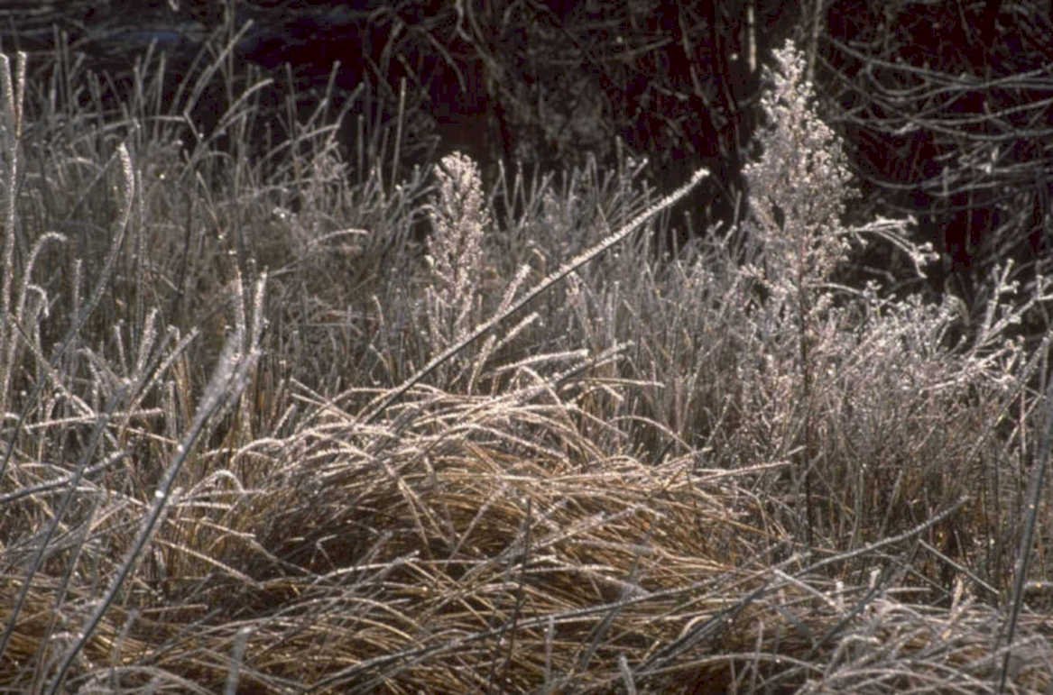 frost grass flowers 1980s 1990s A4 Photo Print