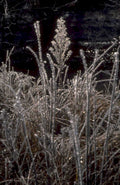 frost grass stalk 1980s 1990s A4 Photo Print