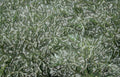 frosted pine branch Vintage A4 Photo Print