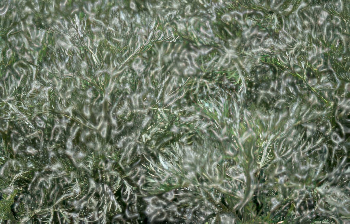 frosted pine branch Vintage A4 Photo Print