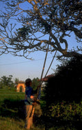 fruit harvest java 1980s 1990s A4 Photo Print
