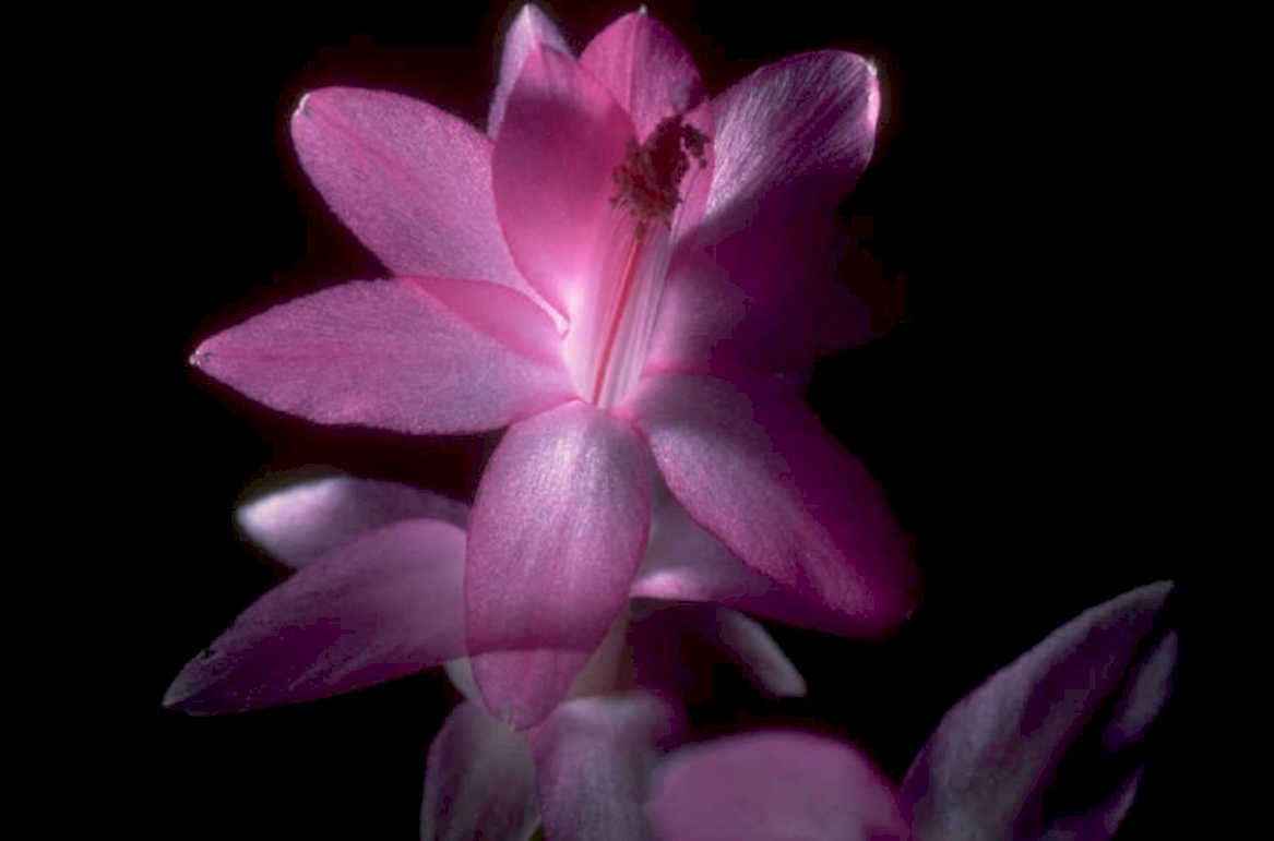 fuchsia flower petals 1980s 1990s A4 Photo Print