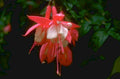 fuchsia flower red 1980s 1990s A4 Photo Print