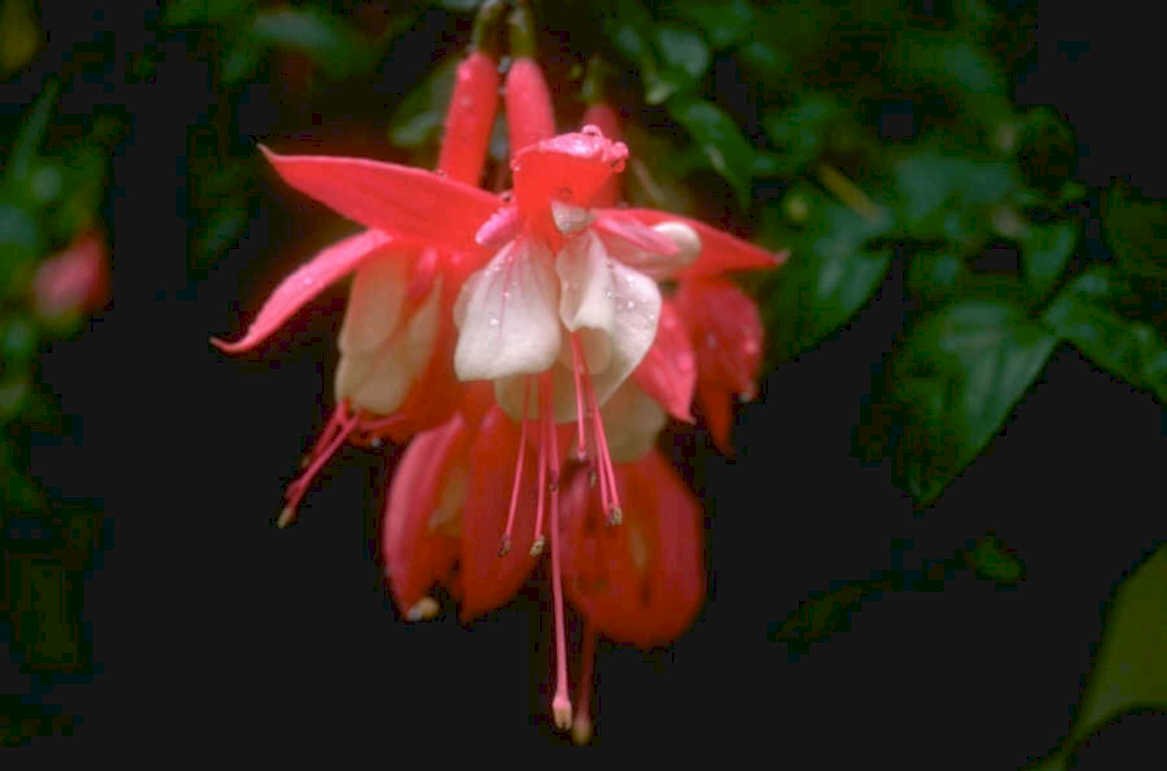 fuchsia flower red 1980s 1990s A4 Photo Print