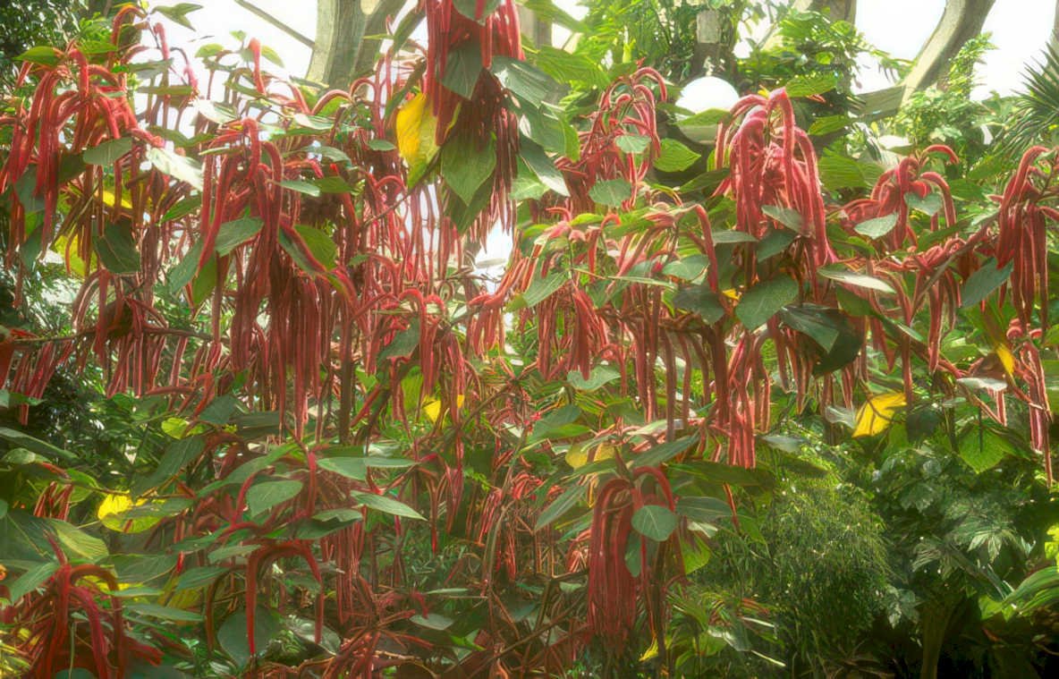 fuchsia red flowers Vintage A4 Photo Print