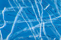 fungal hyphae network1980s 1990s A4 Photo Print