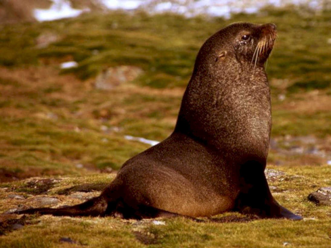 fur seal otago1980s 1990s A4 Photo Print
