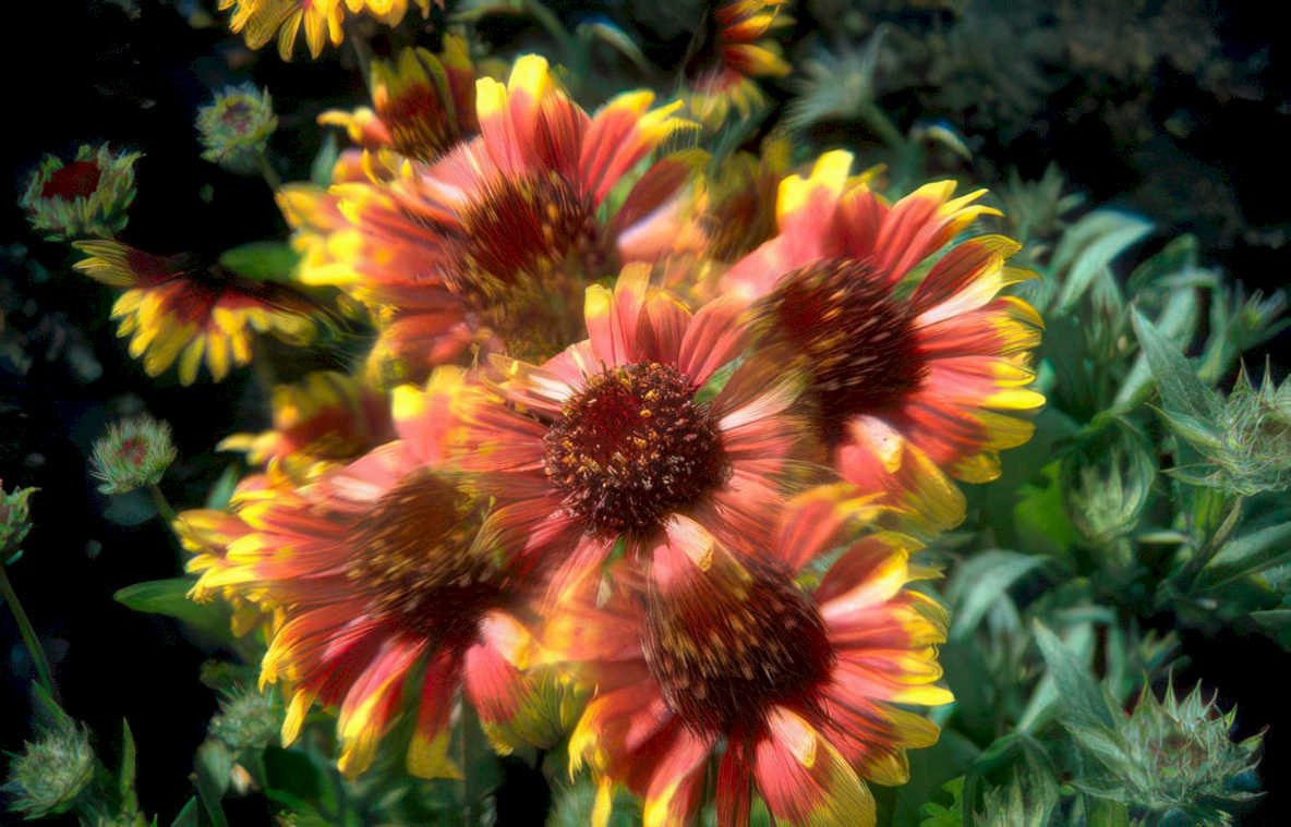 gaillardia sunset bloom Vintage A4 Photo Print