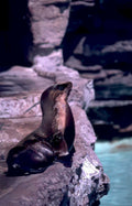 galapagos sea lion Vintage A4 Photo Print