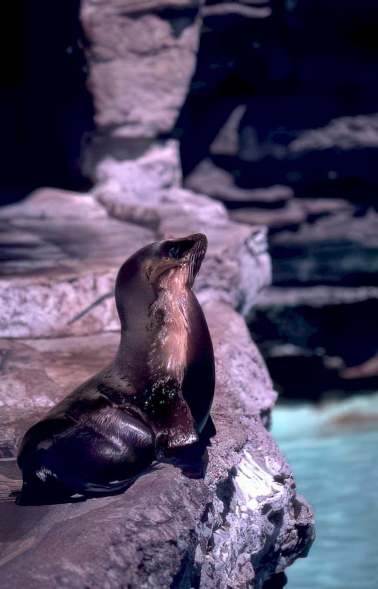 galapagos sea lion Vintage A4 Photo Print